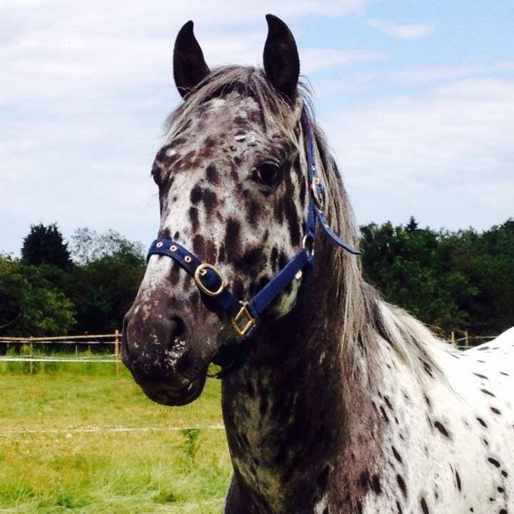 Santana Firestorm - Appaloosa Stallion at stud